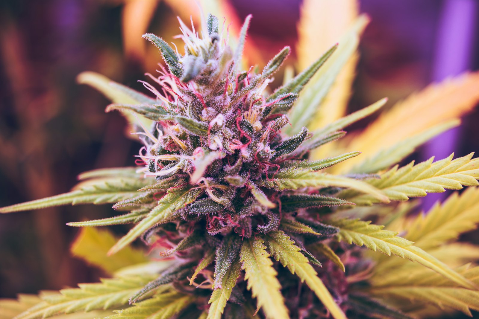 Regulating an Industry, Answering Every Call: How the Cannabis Licensing Authority Chose WOCOM